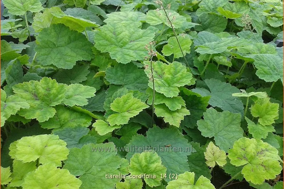 Tiarella cordifolia
