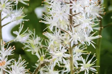 Tiarella cordifolia