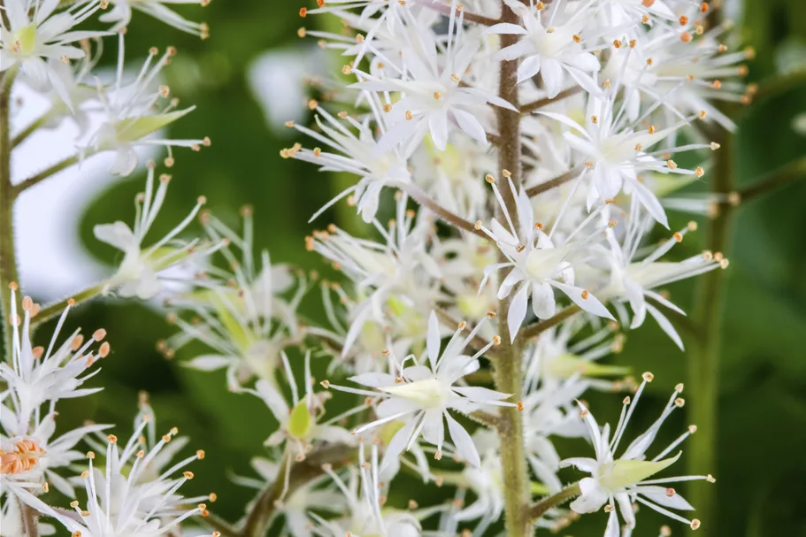 Tiarella cordifolia