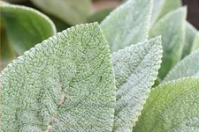 Stachys byzantina 'Big Ears'
