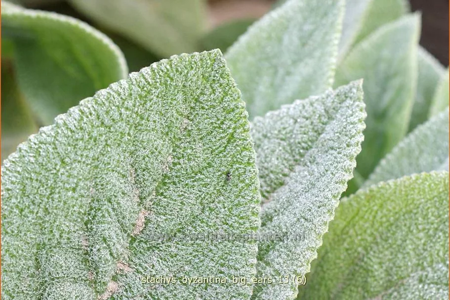 Stachys byzantina 'Big Ears'