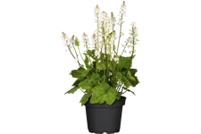 Tiarella cordifolia