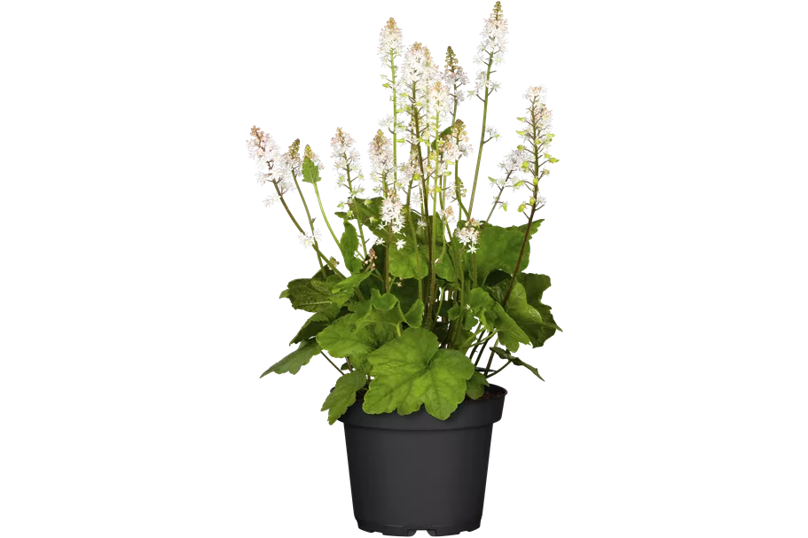Tiarella cordifolia
