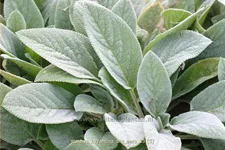 Stachys byzantina 'Big Ears'