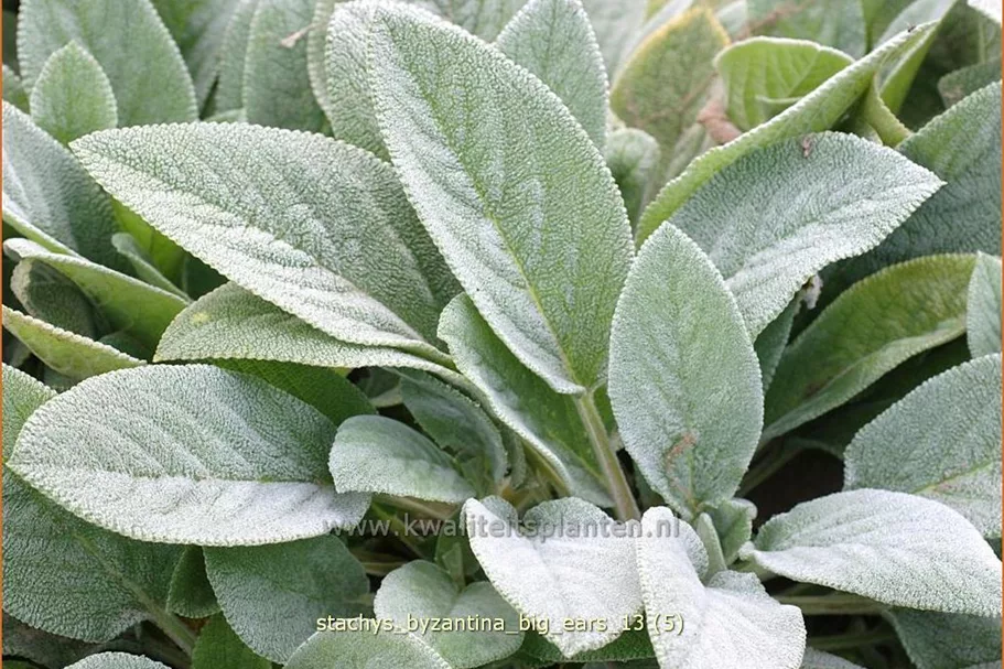 Stachys byzantina 'Big Ears'