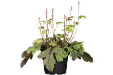 Tiarella cordifolia