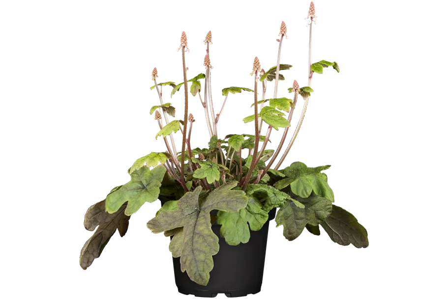 Tiarella cordifolia