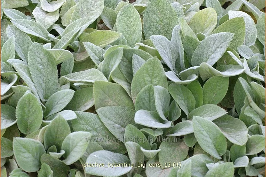 Stachys byzantina 'Big Ears'