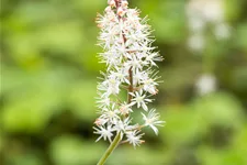 Tiarella cordifolia