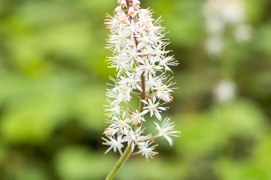 Tiarella cordifolia
