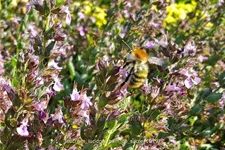 Teucrium lucidrys 'Pain de Sucre'