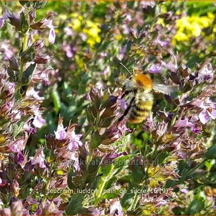 Teucrium lucidrys 'Pain de Sucre'