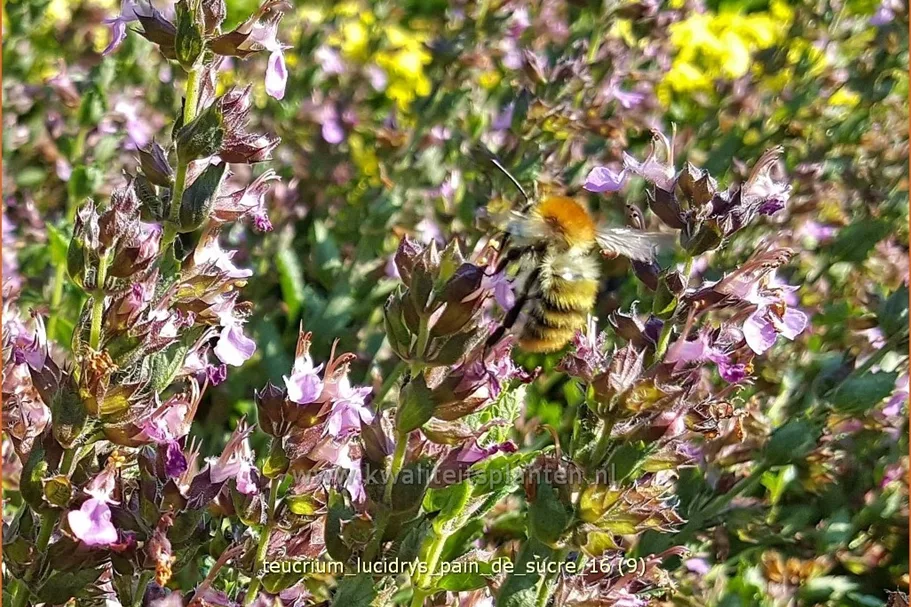 Teucrium lucidrys 'Pain de Sucre'