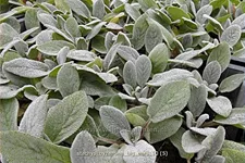 Stachys byzantina 'Big Ears'