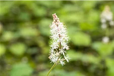 Tiarella cordifolia