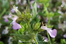 Teucrium lucidrys 'Pain de Sucre'