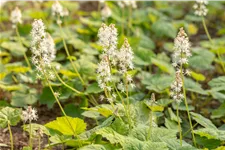 Tiarella cordifolia