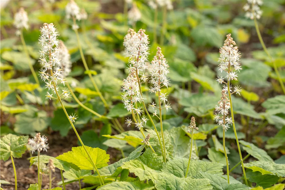 Tiarella cordifolia