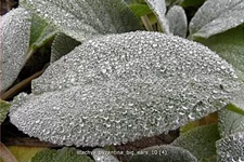 Stachys byzantina 'Big Ears'
