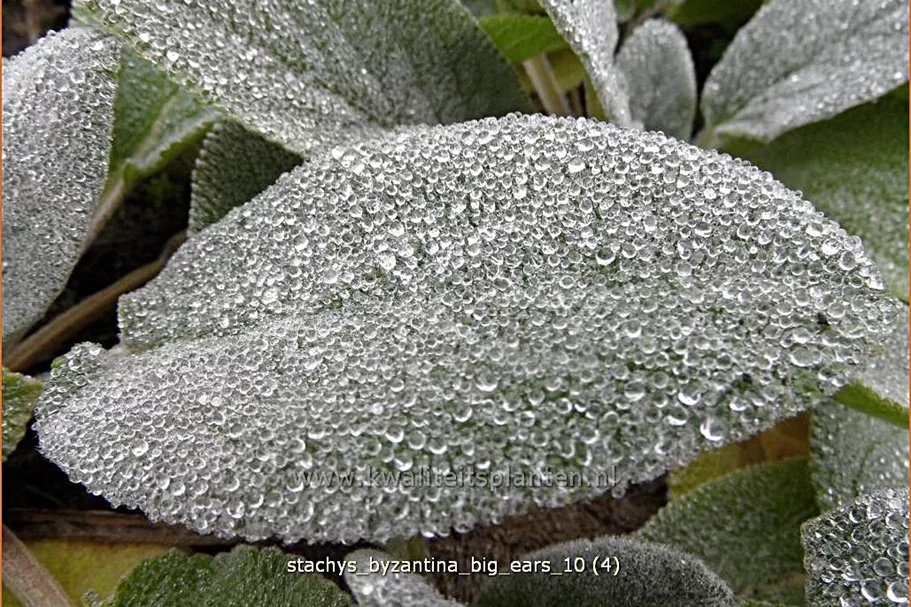 Stachys byzantina 'Big Ears'