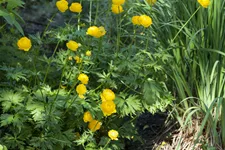 Trollius europaeus