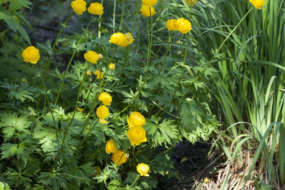 Trollius europaeus