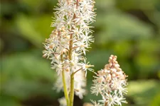 Tiarella cordifolia