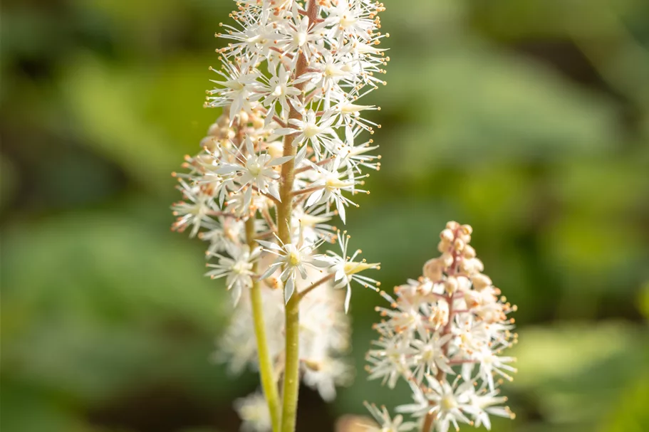 Tiarella cordifolia