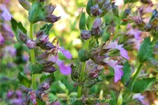 Teucrium lucidrys 'Pain de Sucre'
