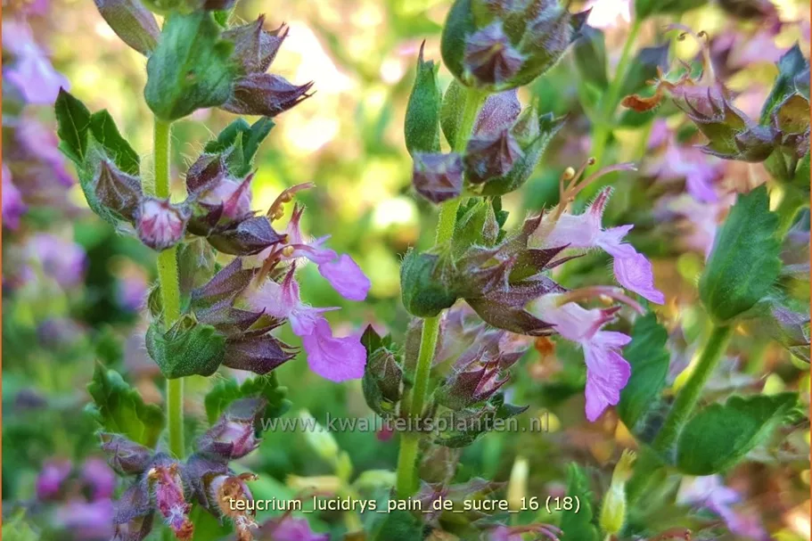 Teucrium lucidrys 'Pain de Sucre'