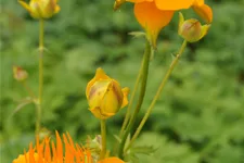 Trollius europaeus
