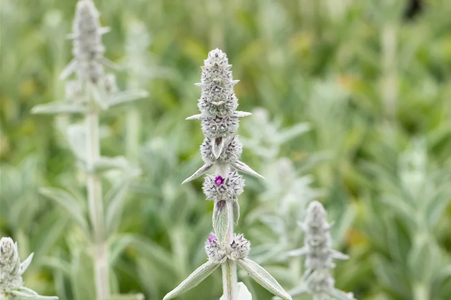 Stachys byzantina 'Big Ears'