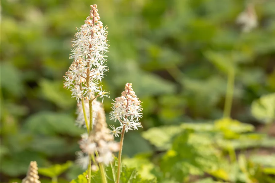Tiarella cordifolia
