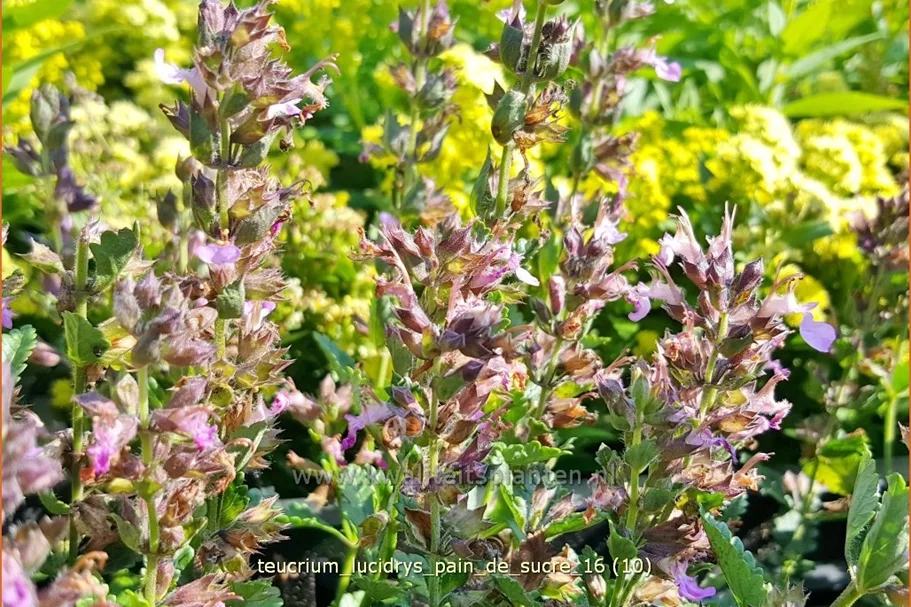 Teucrium lucidrys 'Pain de Sucre'