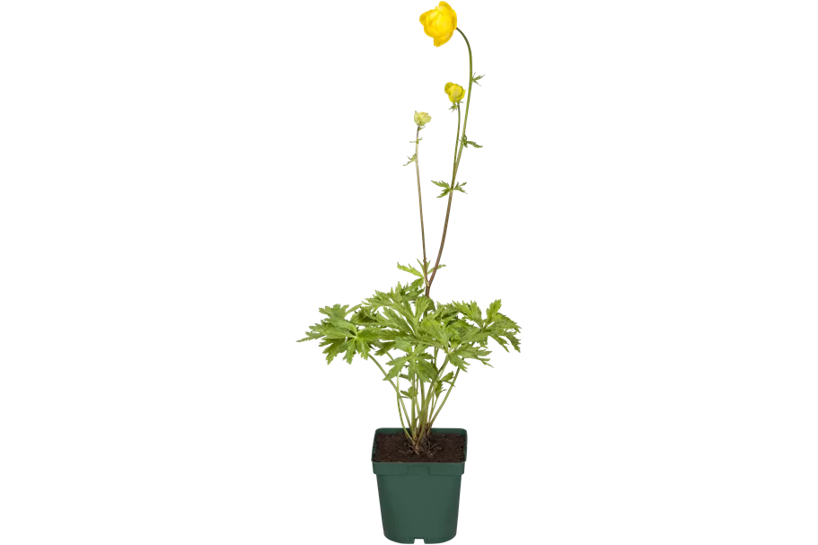Trollius europaeus