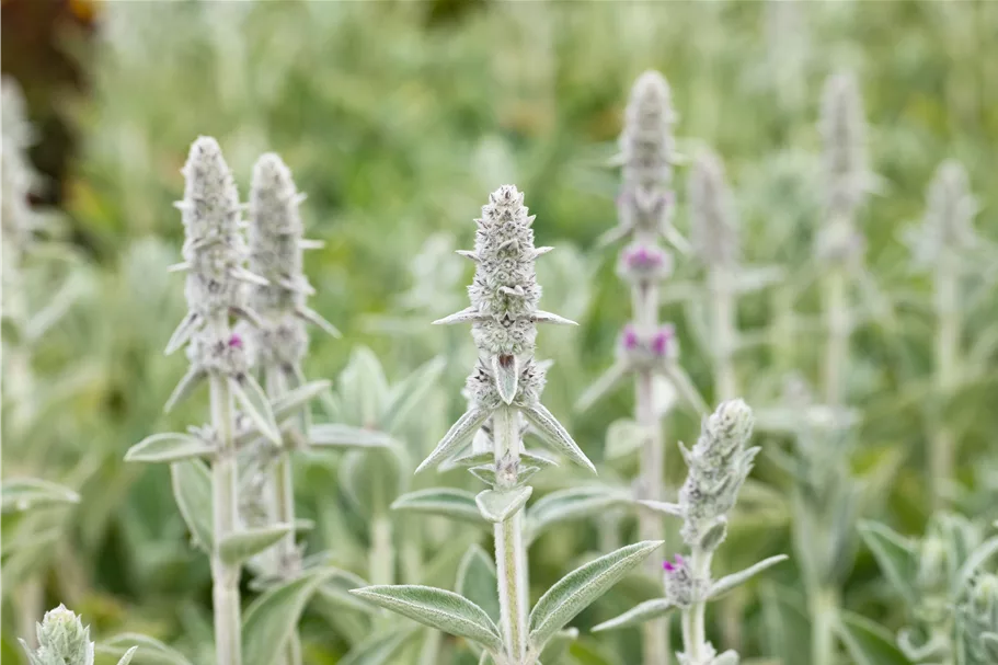 Stachys byzantina 'Big Ears'