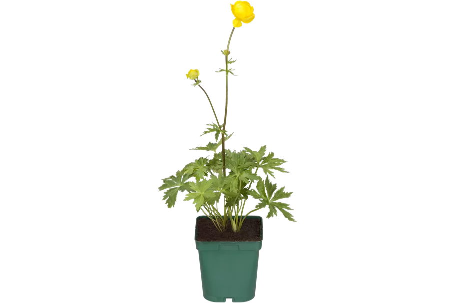Trollius europaeus
