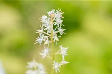 Tiarella cordifolia
