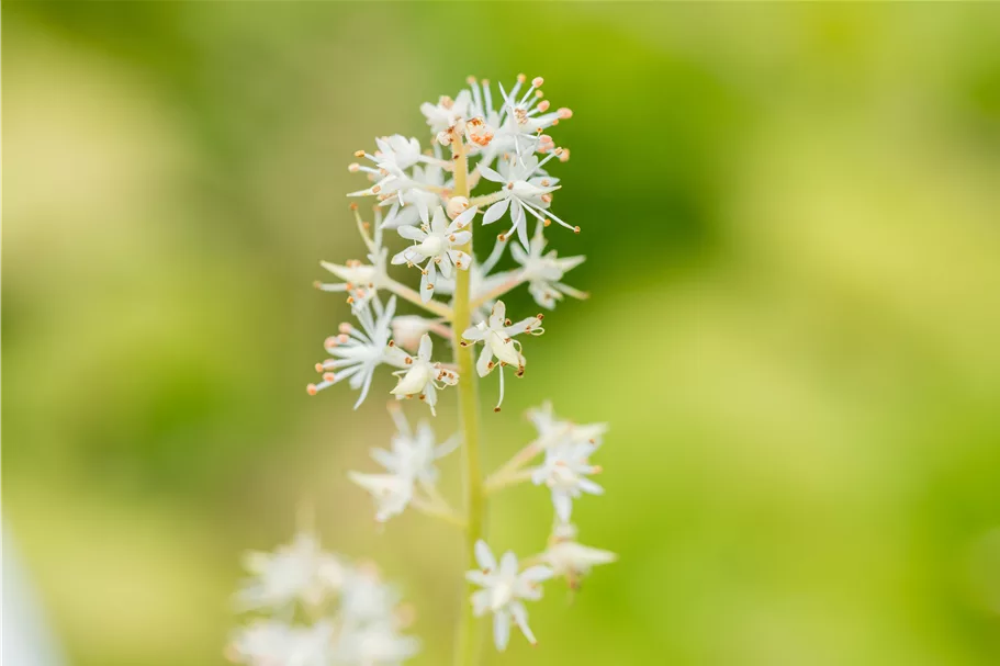 Tiarella cordifolia