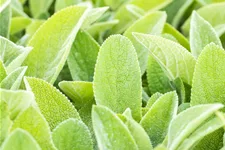 Stachys byzantina 'Big Ears'