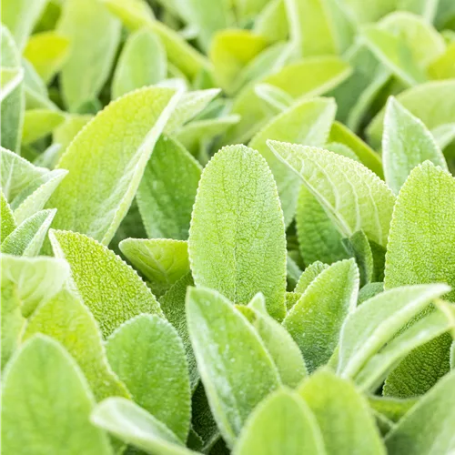 Stachys byzantina 'Big Ears'