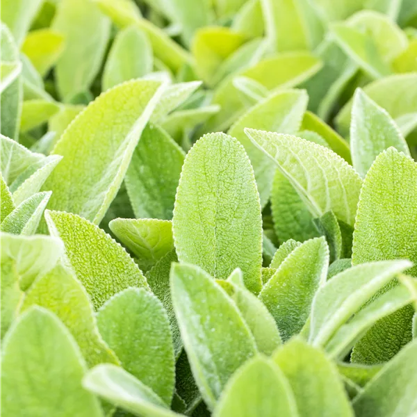 Stachys byzantina 'Big Ears'