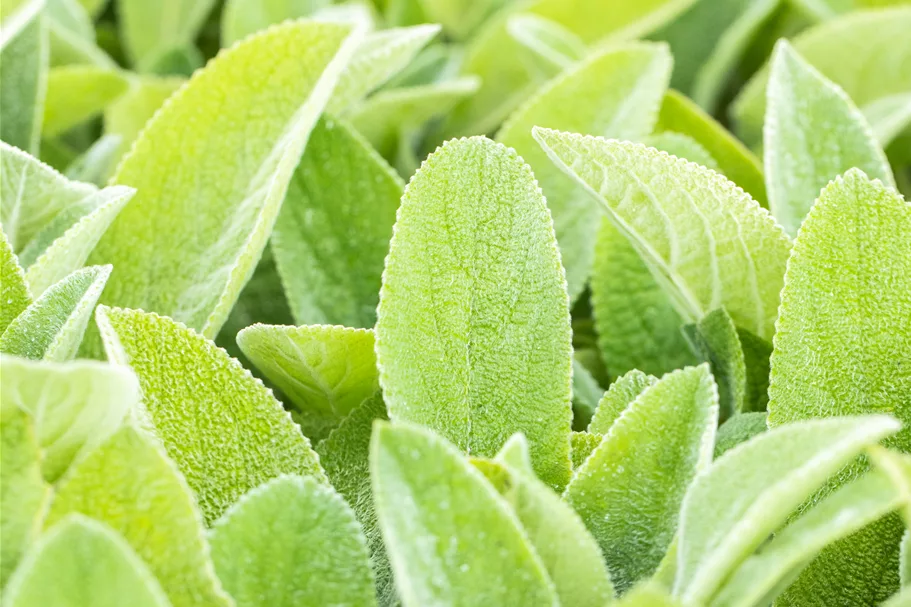 Stachys byzantina 'Big Ears'
