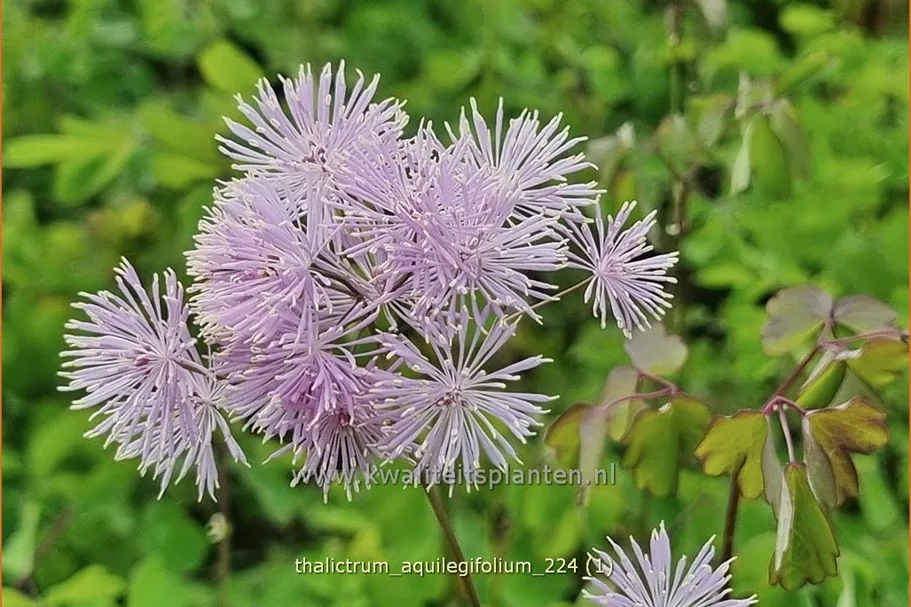 Thalictrum aquilegifolium