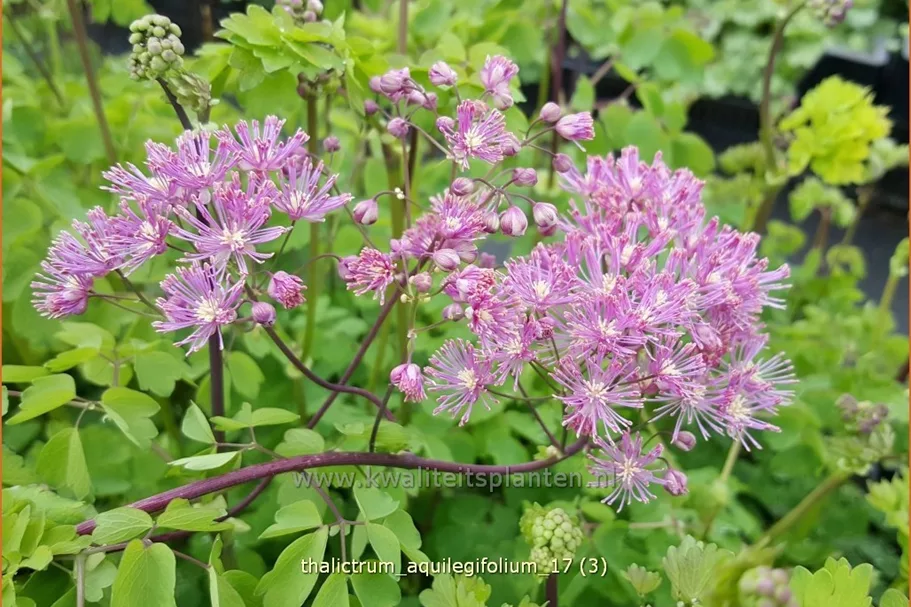 Thalictrum aquilegifolium