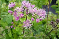 Thalictrum aquilegifolium