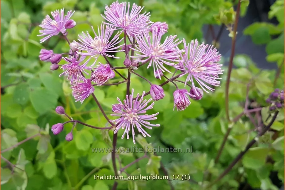 Thalictrum aquilegifolium