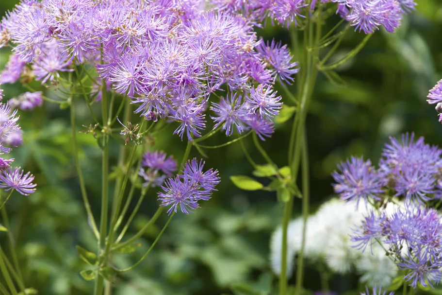 Thalictrum aquilegifolium