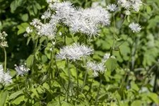 Thalictrum aquilegifolium