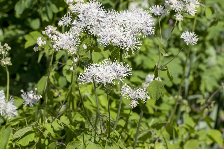 Thalictrum aquilegifolium